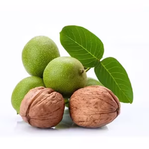 گردو شیلی