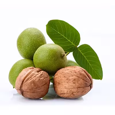 گردو شیلی