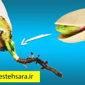 پرورش-پسته